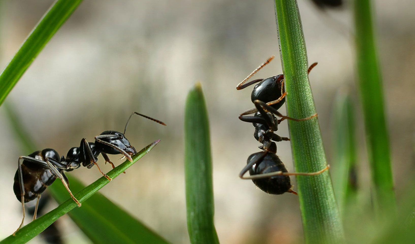 Les insectes de Micropolis