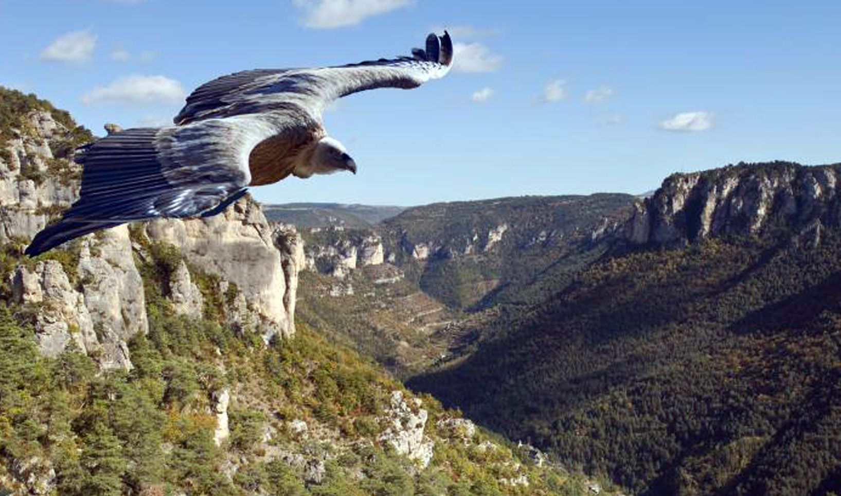 Les vautours de la Lozère